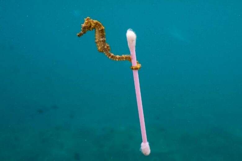 Morski konjic obmotan oko štapića za uši u dubini okeana..